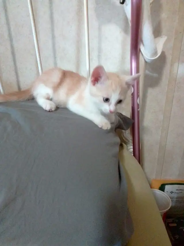 last of the litter