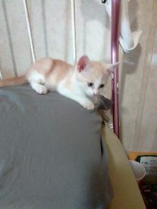 last of the litter