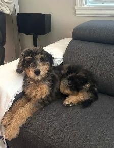 Doodle à vendre 400$ nego