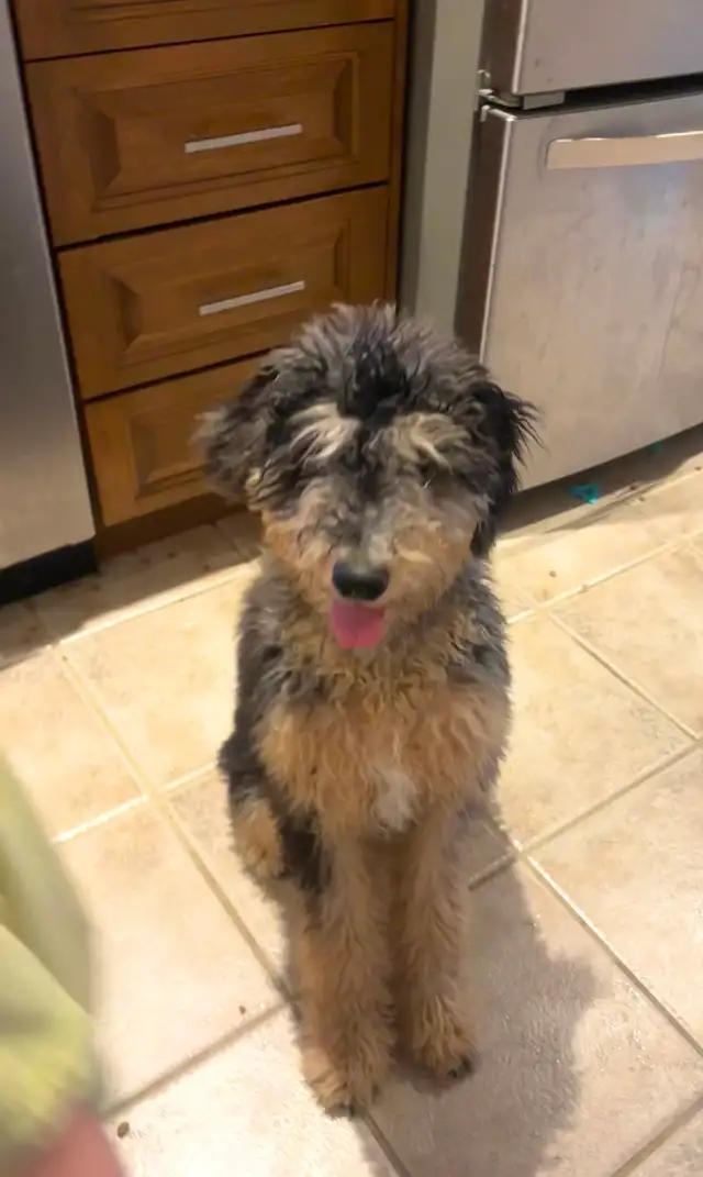 Doodle à vendre 400$ nego - Photo 4