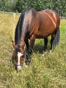 10 Year Old Broke QH Mare