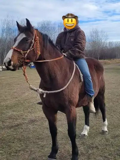 10 Year Old Broke QH Mare - Photo 2