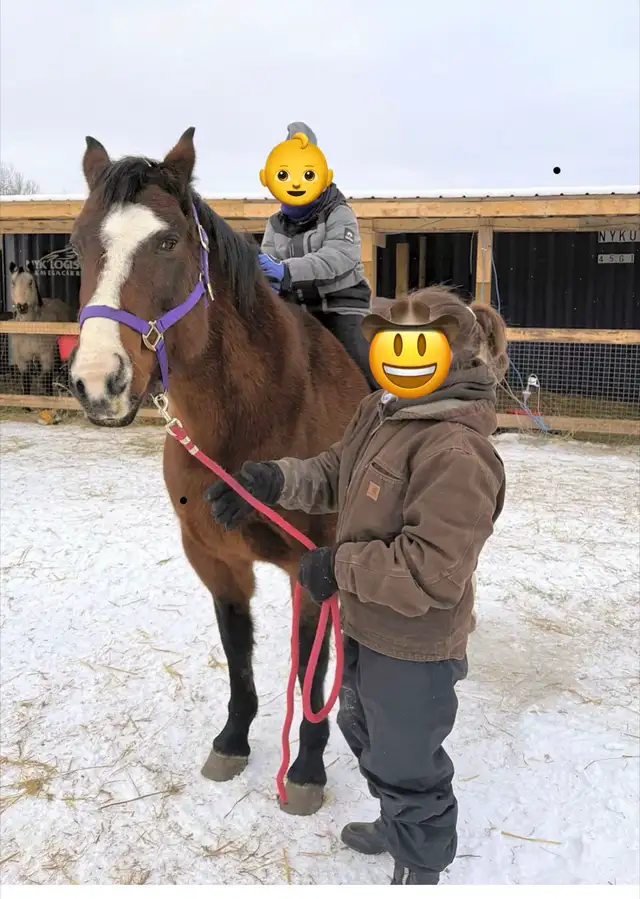 10 Year Old Broke QH Mare - Photo 3