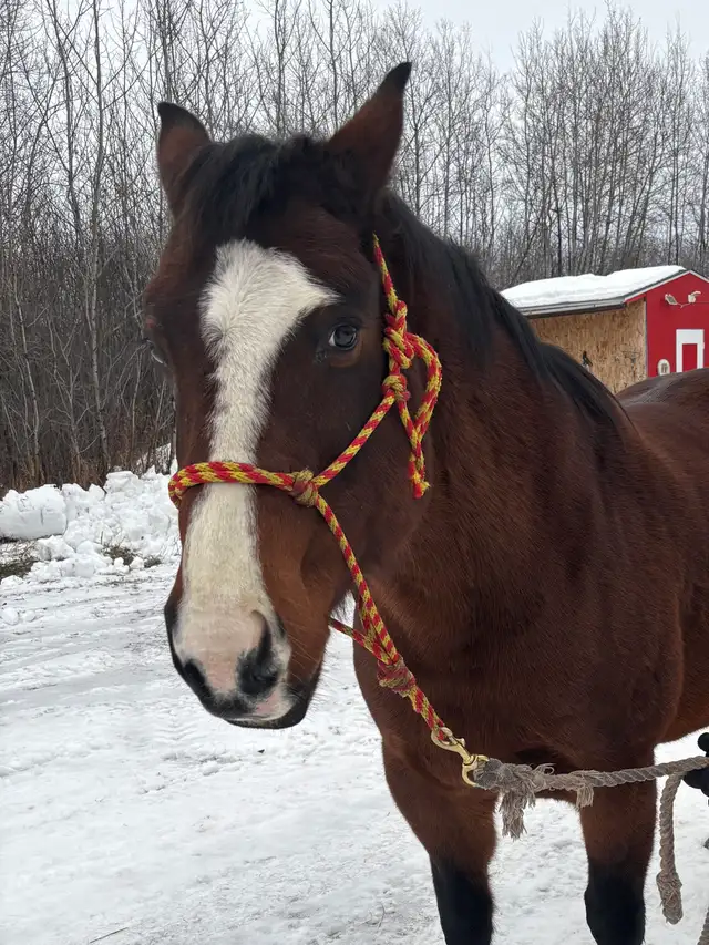 10 Year Old Broke QH Mare - Photo 4