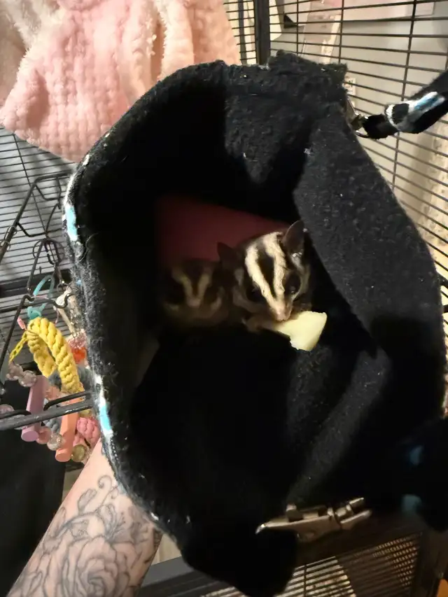 sugar gliders