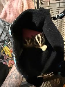 sugar gliders