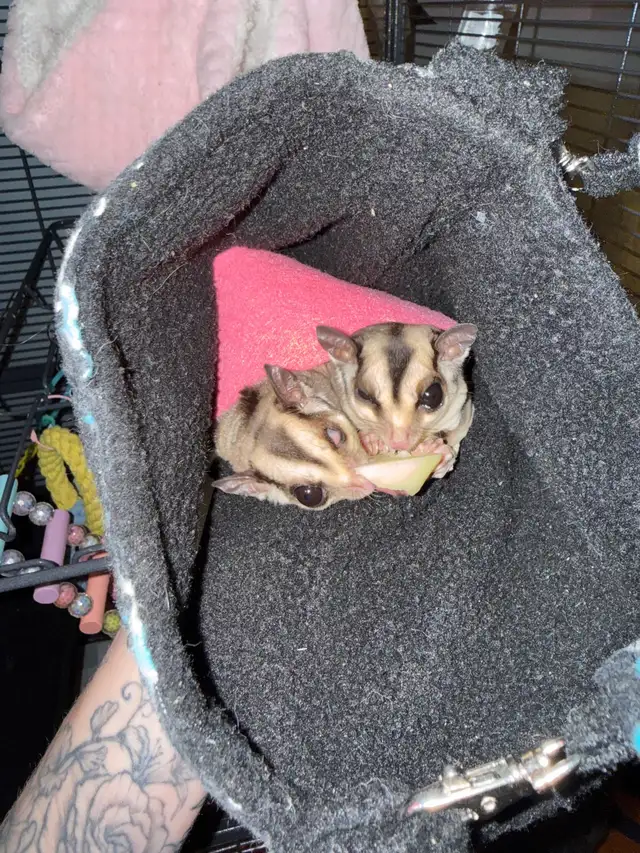 sugar gliders - Photo 2