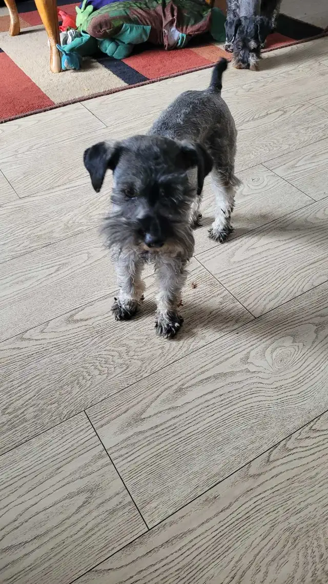 FEMALE Toy Schnauzer