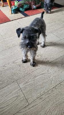 FEMALE Toy Schnauzer