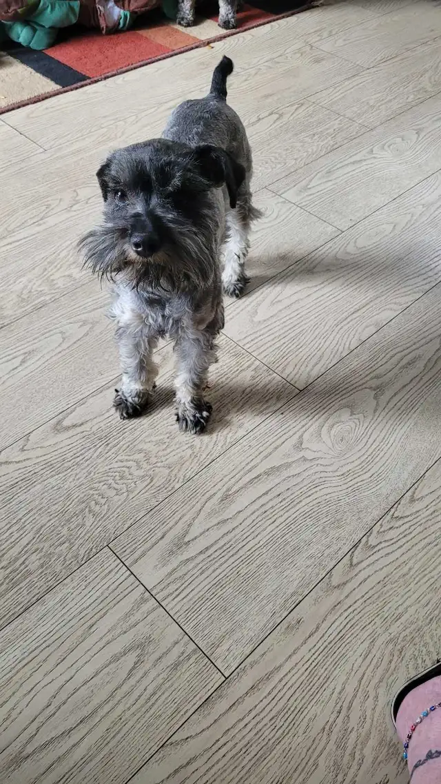 FEMALE Toy Schnauzer - Photo 2