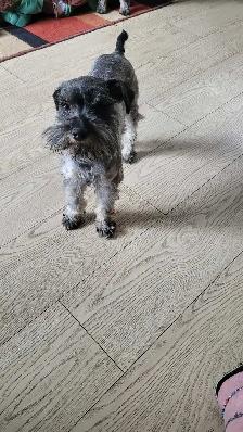 FEMALE Toy Schnauzer - Photo 2