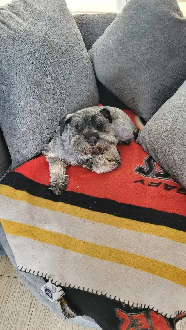 FEMALE Toy Schnauzer - Photo 3