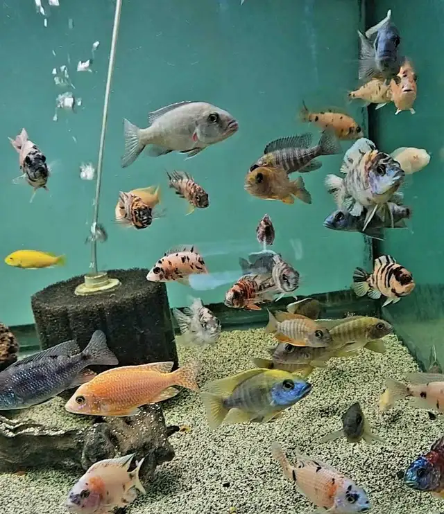 Cichlids, plecos, community fish, plants & more (see list below) - Photo 10