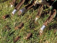 Lawn Aeration
