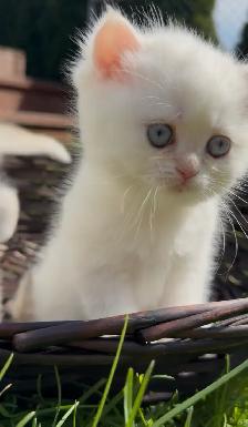 British shorthair lilac kitten - Photo 2