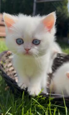 British shorthair lilac kitten - Photo 4