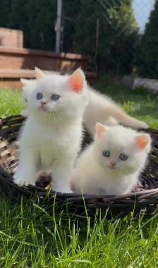 British shorthair lilac kitten - Photo 5
