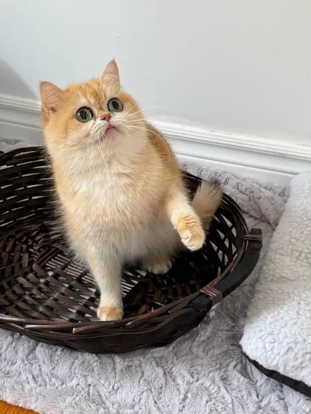 British shorthair lilac kitten - Photo 6