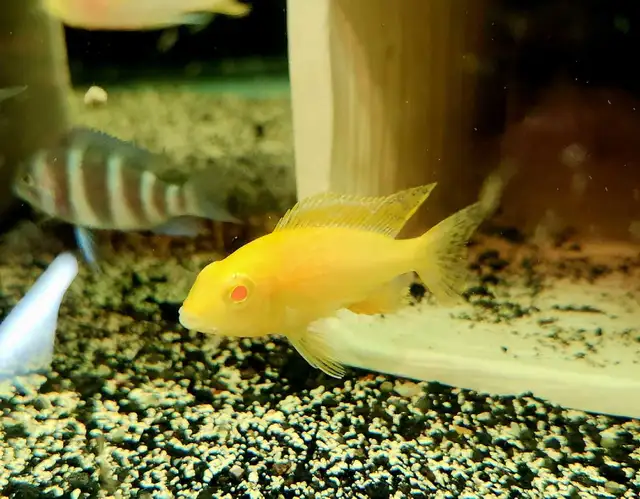 African cichlid juveniles on sale 1.5'-2.5' - Photo 7