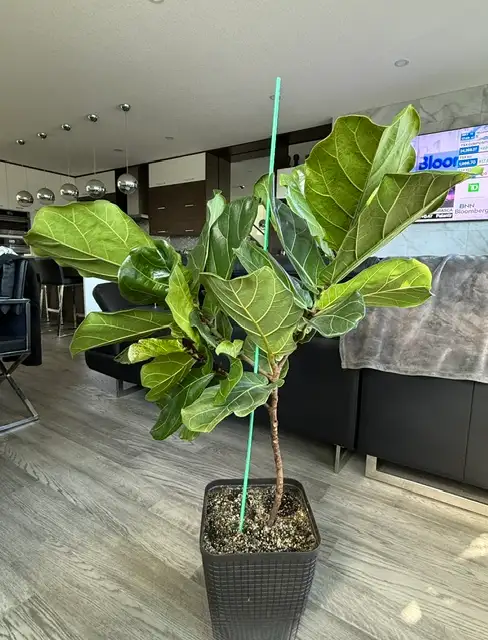 Real living  Fiddle plant for sale $30