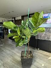 Real living  Fiddle plant for sale $30