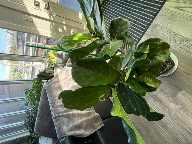 Real living  Fiddle plant for sale $30 - Photo 2
