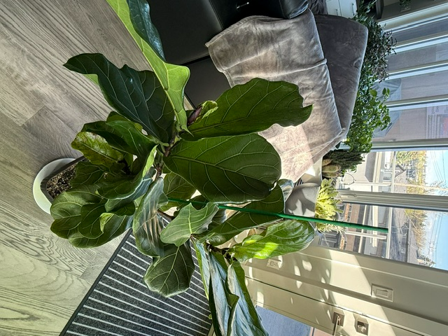 Real living  Fiddle plant for sale $30 - Photo 3