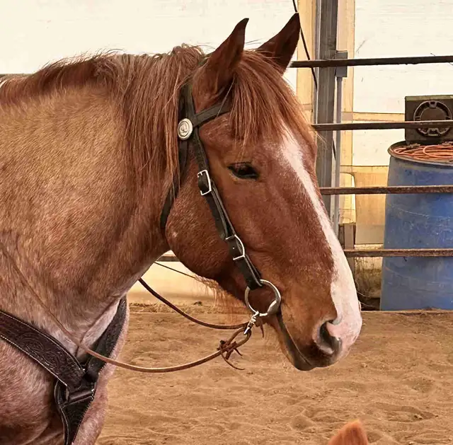 Cash 9 yr old 16.1 HH red roan gelding for sale.