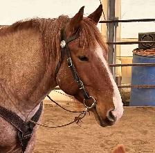 Cash 9 yr old 16.1 HH red roan gelding for sale.