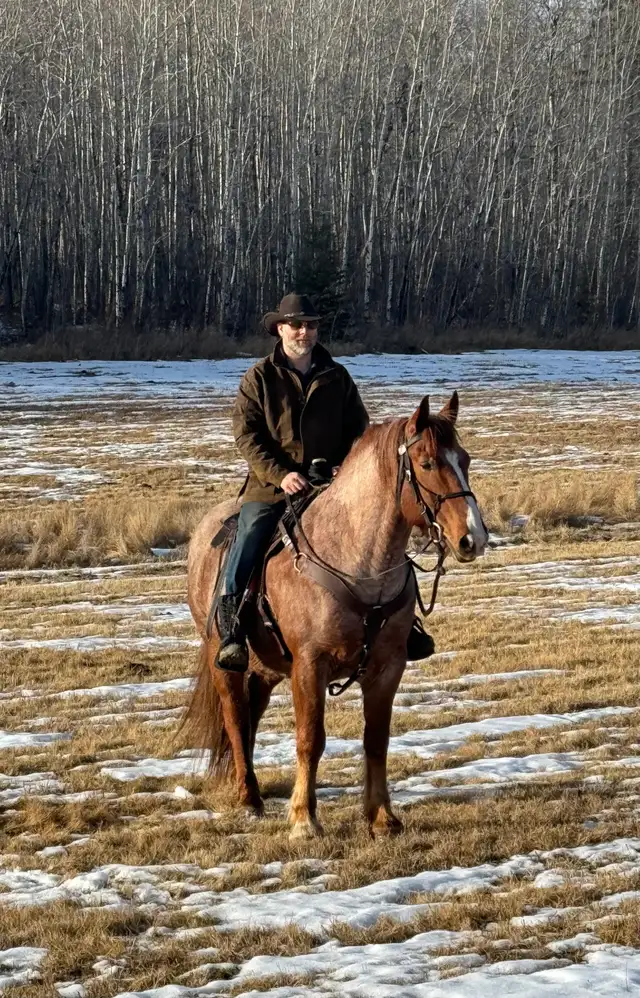 Cash 9 yr old 16.1 HH red roan gelding for sale. - Photo 2