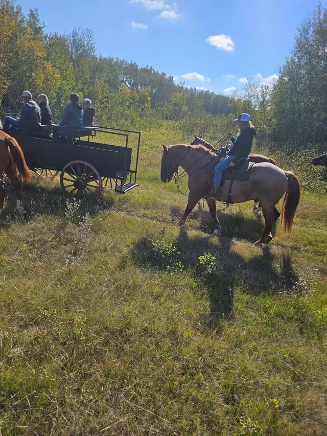 Cash 9 yr old 16.1 HH red roan gelding for sale. - Photo 3