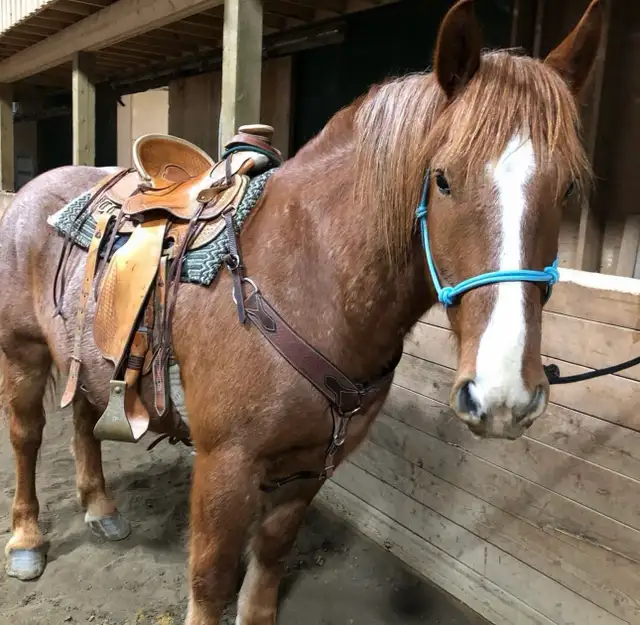Cash 9 yr old 16.1 HH red roan gelding for sale. - Photo 4