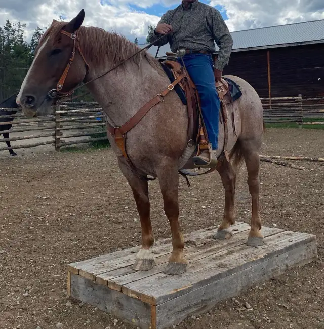 Cash 9 yr old 16.1 HH red roan gelding for sale. - Photo 5