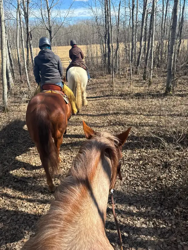 Cash 9 yr old 16.1 HH red roan gelding for sale. - Photo 6