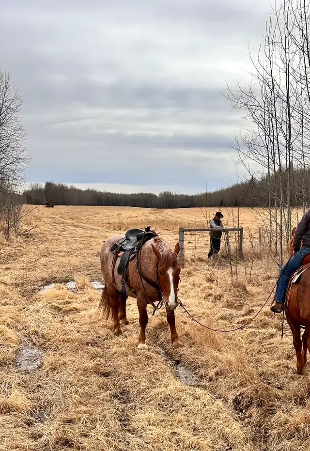 Cash 9 yr old 16.1 HH red roan gelding for sale. - Photo 7