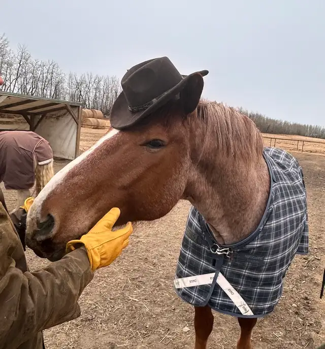 Cash 9 yr old 16.1 HH red roan gelding for sale. - Photo 8