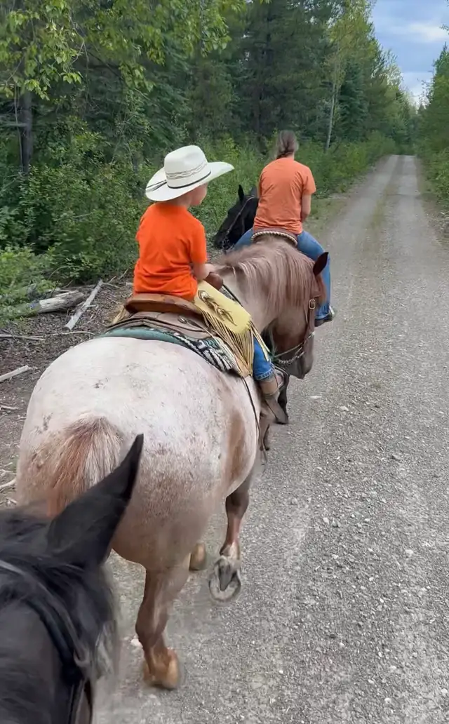 Cash 9 yr old 16.1 HH red roan gelding for sale. - Photo 9