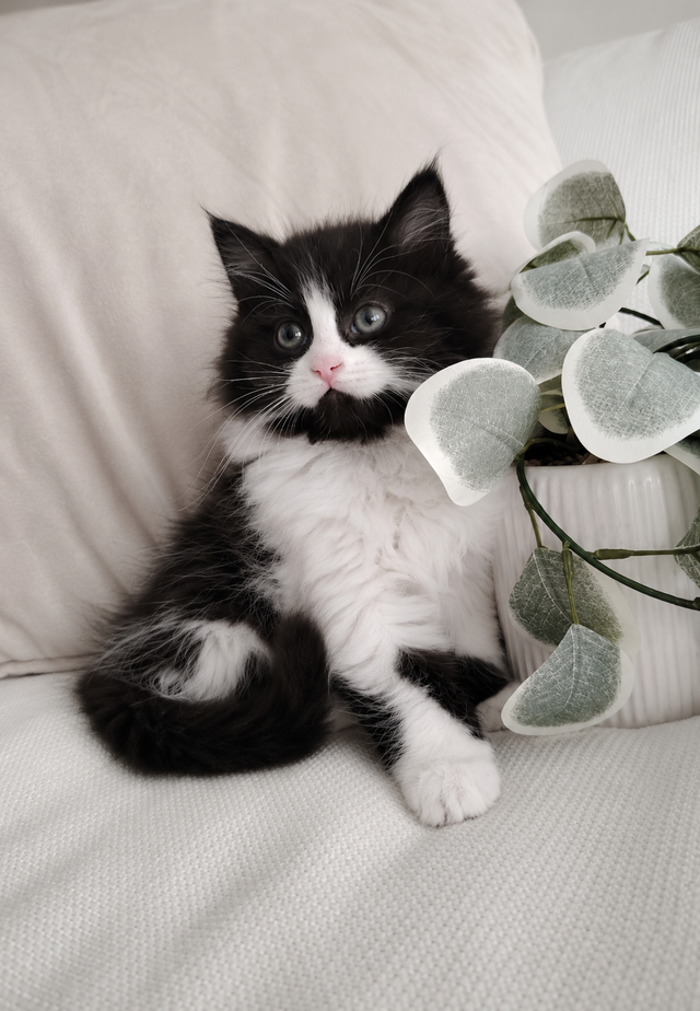 Chaton Siberien hypoallergenique