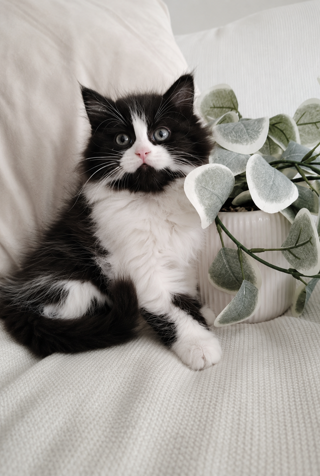Chaton Siberien hypoallergenique - Photo 2