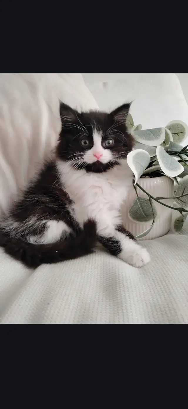 Chaton Siberien hypoallergenique - Photo 3