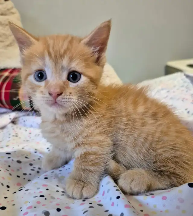 Munchkin Short Legged Polydactyl Silken Ginger