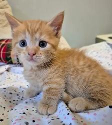 Munchkin Short Legged Polydactyl Silken Ginger