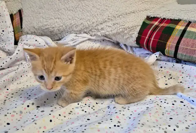Munchkin Short Legged Polydactyl Silken Ginger - Photo 2
