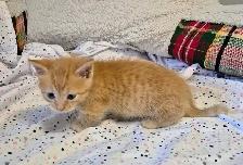 Munchkin Short Legged Polydactyl Silken Ginger - Photo 2