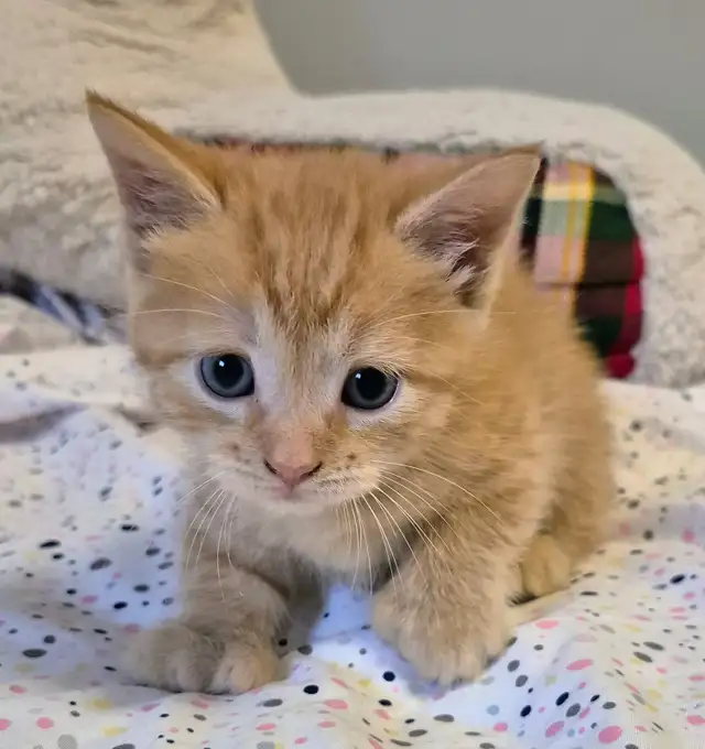 Munchkin Short Legged Polydactyl Silken Ginger - Photo 3