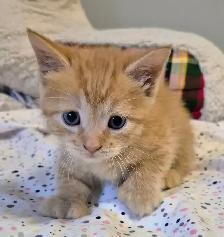 Munchkin Short Legged Polydactyl Silken Ginger - Photo 3