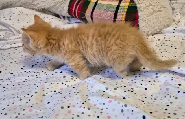 Munchkin Short Legged Polydactyl Silken Ginger - Photo 4