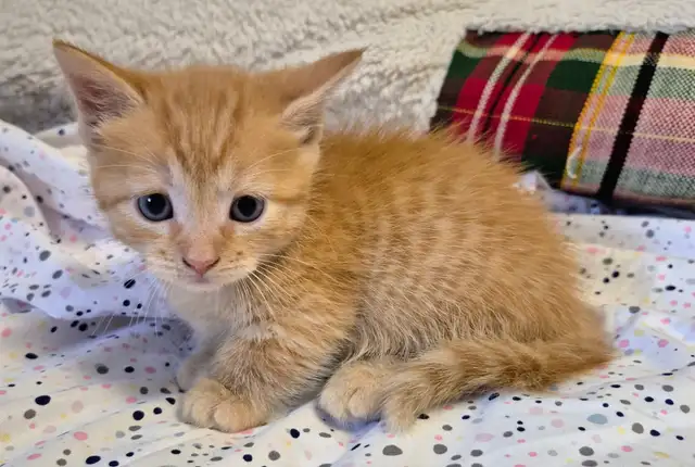 Munchkin Short Legged Polydactyl Silken Ginger - Photo 5