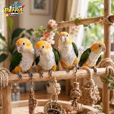 @L’Espace Perroquet est de retour! The Parrot Space is Back - Photo 6