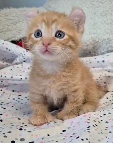 Munchkin Polydactyl Curled Ear Short Legged Silken Ginger